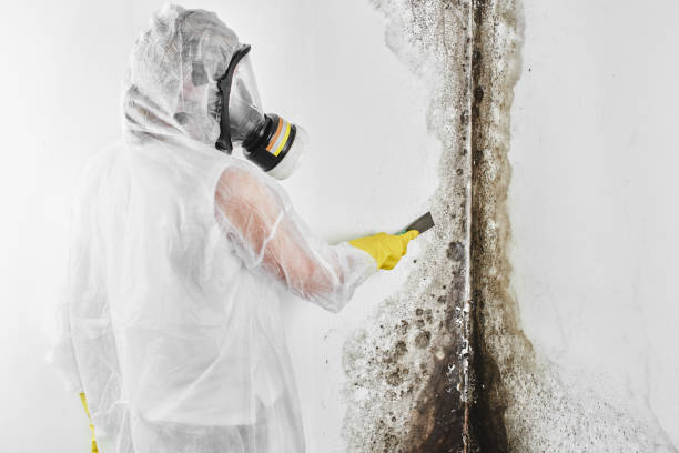 Best Black Mold Removal  in Andrews, NC