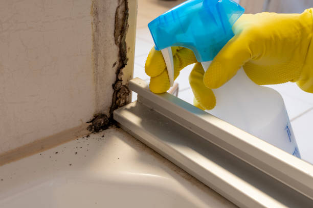 Best Commercial Mold Removal  in Andrews, NC