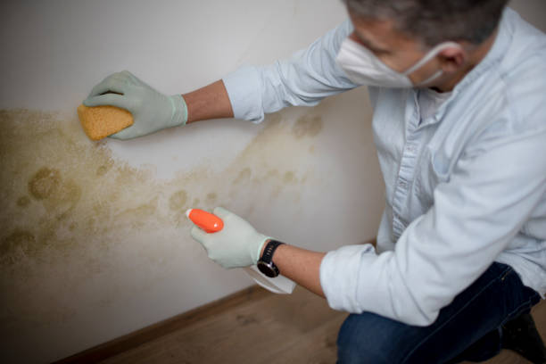 Best Mold Removal and Inspection  in Andrews, NC