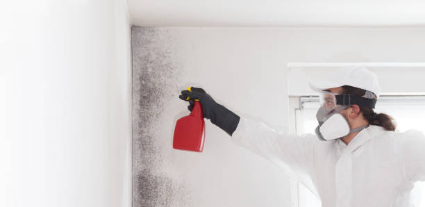 Best Mold Removal Specialists  in Andrews, NC