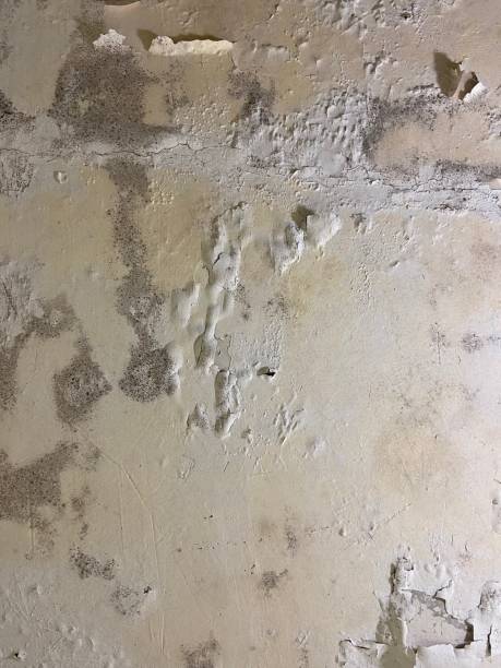 Best Affordable Mold Removal  in Andrews, NC