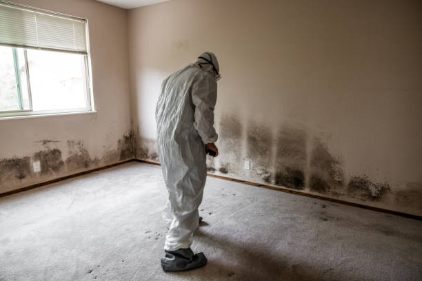 Best Mold Remediation Experts  in Andrews, NC