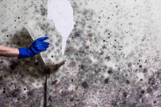 Best Toxic Mold Removal  in Andrews, NC