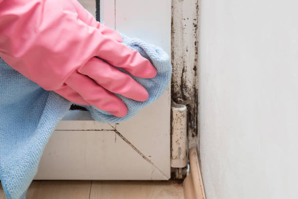 Reliable Andrews, NC Mold Removal Solutions