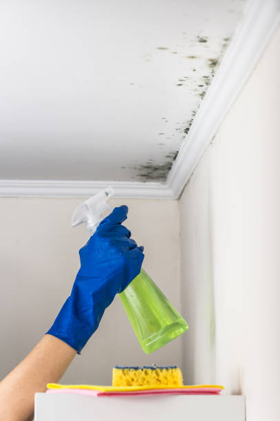 Best Professional Mold Removal  in Andrews, NC